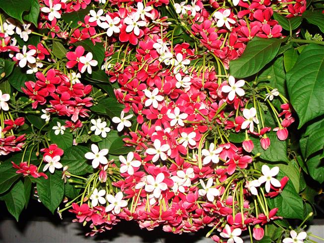  Plant in bloom with younger white  and older reddidh flowers